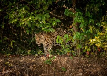 Día Latinoamericano del Jaguar: la Selva Maya resiste por el felino más emblemático de América