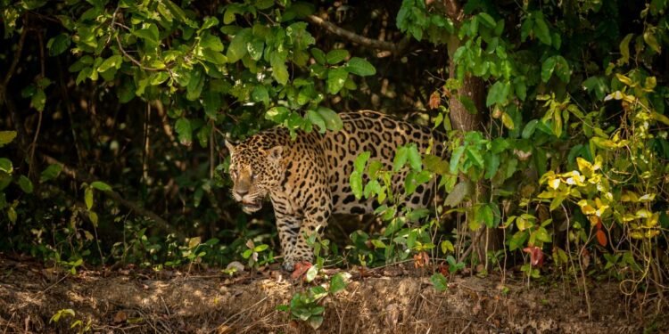 Día Latinoamericano del Jaguar: la Selva Maya resiste por el felino más emblemático de América
