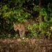 Día Latinoamericano del Jaguar: la Selva Maya resiste por el felino más emblemático de América