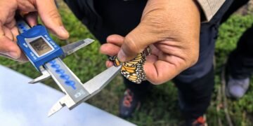 Mariposas con “GPS”: así se sigue la ruta de migración de la Monarca