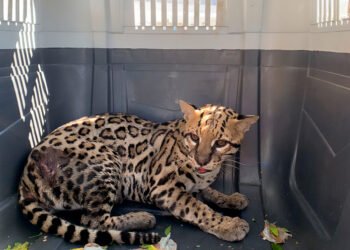 Alerta por fauna silvestre: autoridades rescatan a un ocelote herido en carretera de Oaxaca