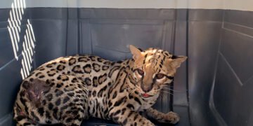 Alerta por fauna silvestre: autoridades rescatan a un ocelote herido en carretera de Oaxaca