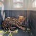 Alerta por fauna silvestre: autoridades rescatan a un ocelote herido en carretera de Oaxaca