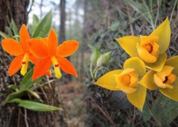 México celebra por primera vez el Día Nacional de la Orquídea; lanzan convocatoria fotográfica