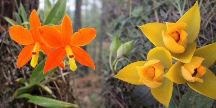 México celebra por primera vez el Día Nacional de la Orquídea; lanzan convocatoria fotográfica