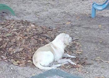 Viven en la calle más de 200 mil perros y gatos