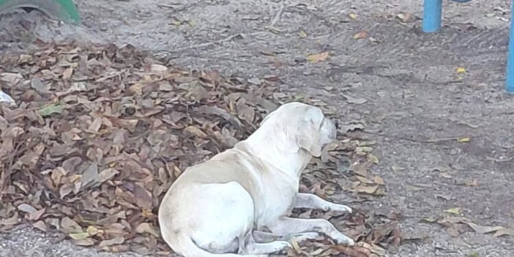 Viven en la calle más de 200 mil perros y gatos