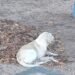 Viven en la calle más de 200 mil perros y gatos