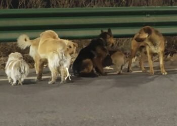 De la tragedia al heroísmo: perros robados regresan a sus casas tras travesía de dos días