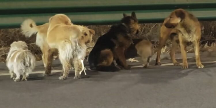 De la tragedia al heroísmo: perros robados regresan a sus casas tras travesía de dos días