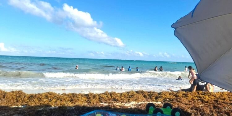 Nadando en sargazo al menos cinco municipios ante aumento de arribazón de la macro alga