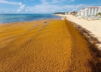 El sargazo se adelanta y golpea 70 playas del Caribe Mexicano antes del verano