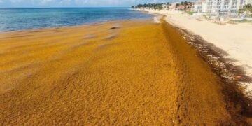 El sargazo se adelanta y golpea 70 playas del Caribe Mexicano antes del verano