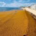 El sargazo se adelanta y golpea 70 playas del Caribe Mexicano antes del verano