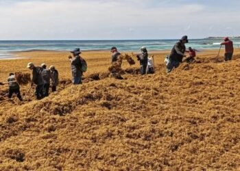 México busca aprovechar el sargazo y frenar su impacto ambiental