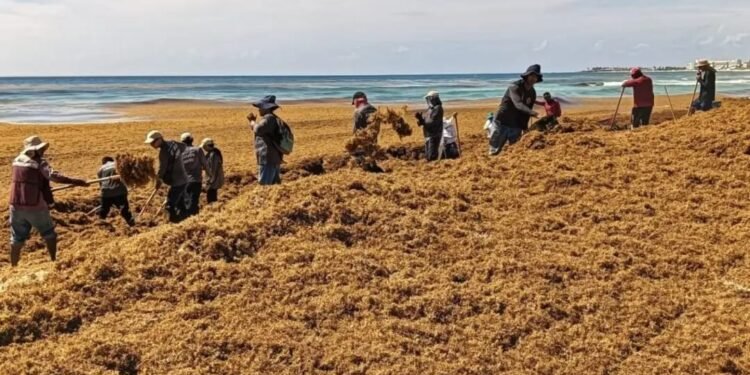 México busca aprovechar el sargazo y frenar su impacto ambiental