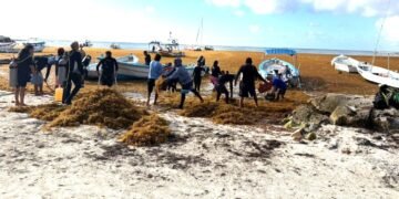 Recalan manchones de sargazo en Akumal, activan jornada de limpieza