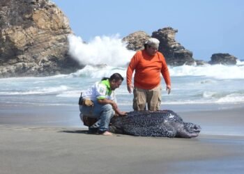 ¿Cómo rescatar una tortuga de 300 kilos? Así ocurrió en Oaxaca