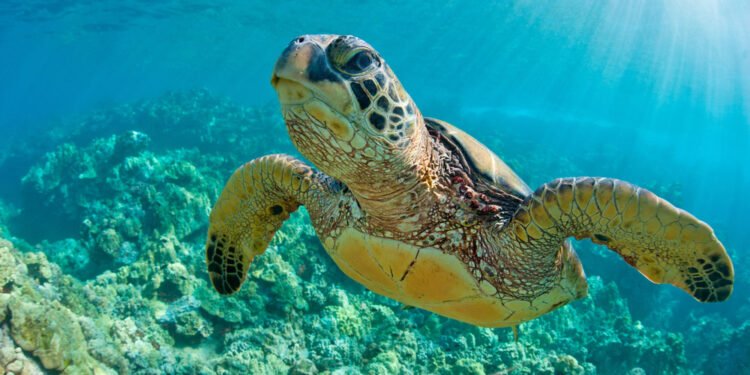 EU exime a petroleras del Golfo de México de ley clave de protección ambiental