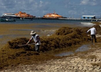 Faltan manos contra el sargazo; turistas y comercio pagan la falta en limpieza de Playa del Carmen
