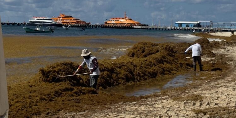 Faltan manos contra el sargazo; turistas y comercio pagan la falta en limpieza de Playa del Carmen