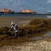 Faltan manos contra el sargazo; turistas y comercio pagan la falta en limpieza de Playa del Carmen