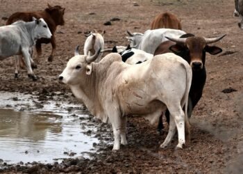 Cambio climático reduce la fertilidad de la fauna y amenaza la seguridad alimentaria