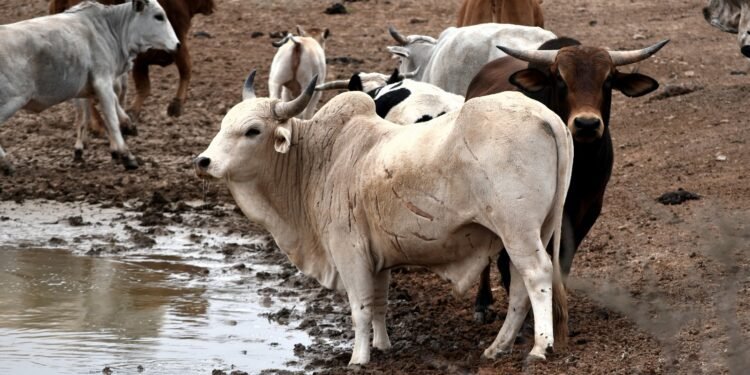 Cambio climático reduce la fertilidad de la fauna y amenaza la seguridad alimentaria