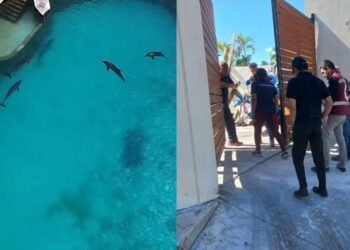 Delfines de Ventura Park siguen sin ser reubicados; dicen que traslado pondría en riesgo su salud