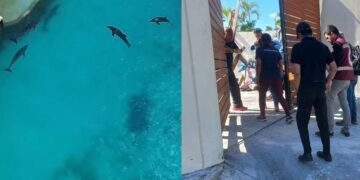 Delfines de Ventura Park siguen sin ser reubicados; dicen que traslado pondría en riesgo su salud
