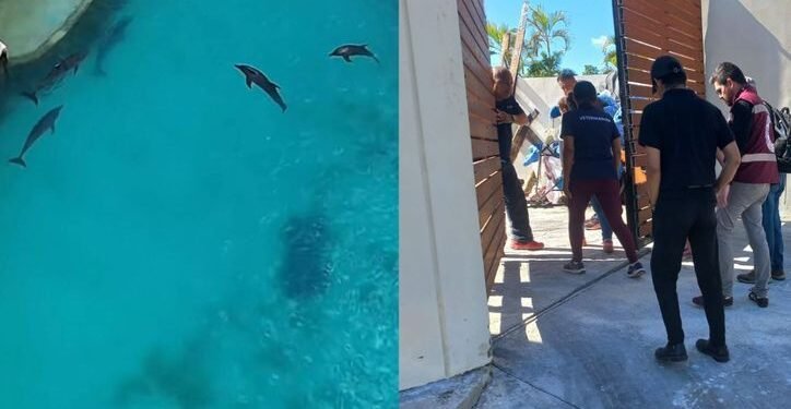 Delfines de Ventura Park siguen sin ser reubicados; dicen que traslado pondría en riesgo su salud