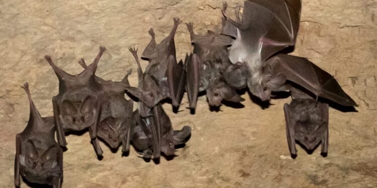 Milagro ambiental: rescatan colonia de murciélagos pasan de 50 a 500 ejemplares
