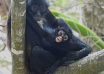 Regresa el mono araña al Sumidero; nace tercera cría tras décadas de ausencia