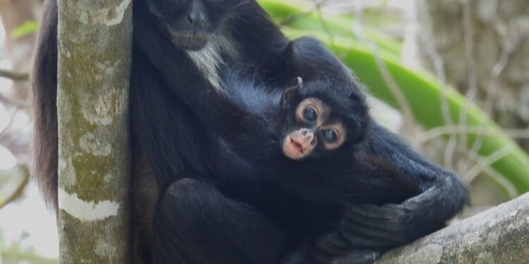 Regresa el mono araña al Sumidero; nace tercera cría tras décadas de ausencia