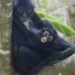 Regresa el mono araña al Sumidero; nace tercera cría tras décadas de ausencia