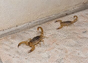 Temporada de alacranes: repunte semanal deja casi 6 mil casos más