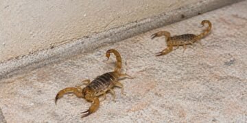 Temporada de alacranes: repunte semanal deja casi 6 mil casos más