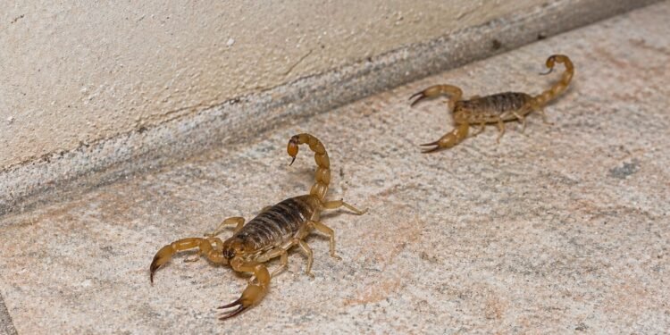 Temporada de alacranes: repunte semanal deja casi 6 mil casos más