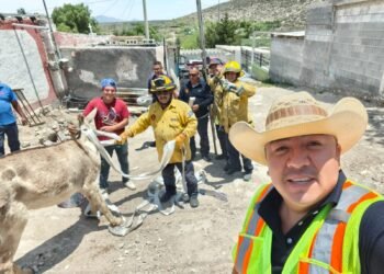 Cayó a una fosa sanitaria y sobrevivió 48 horas; rescatan a burrita embarazada