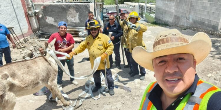 Cayó a una fosa sanitaria y sobrevivió 48 horas; rescatan a burrita embarazada