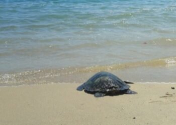 Tortuga carey regresa al mar tras exitosa recuperación; así fue su liberación