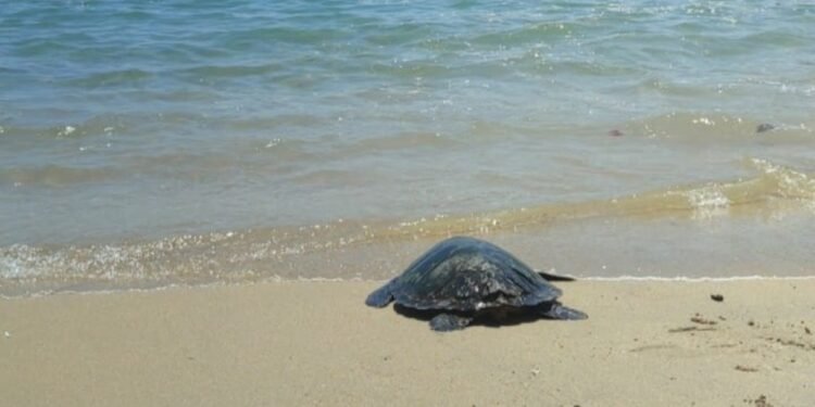 Tortuga carey regresa al mar tras exitosa recuperación; así fue su liberación