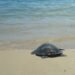 Tortuga carey regresa al mar tras exitosa recuperación; así fue su liberación