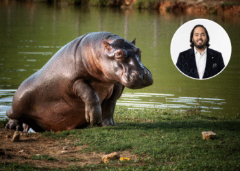 ¿Quién es Anant Ambani, el heredero que busca rescatar a los hipopótamos en Colombia?