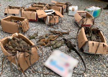 Crueldad en ruta de autobús: rescatan 192 iguanas verdes hacinadas en autobús; 31 murieron