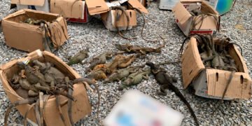 Crueldad en ruta de autobús: rescatan 192 iguanas verdes hacinadas en autobús; 31 murieron