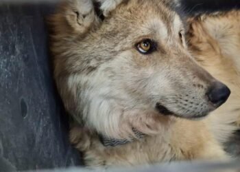 México reintroduce familia de lobos mexicanos en Durango tras 50 años de ausencia