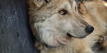 México reintroduce familia de lobos mexicanos en Durango tras 50 años de ausencia