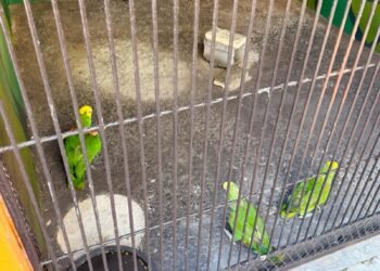 Recuperan tres loros cabeza amarilla traficados ilegalmente hacia Estados Unidos