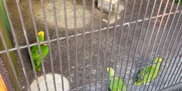 Recuperan tres loros cabeza amarilla traficados ilegalmente hacia Estados Unidos